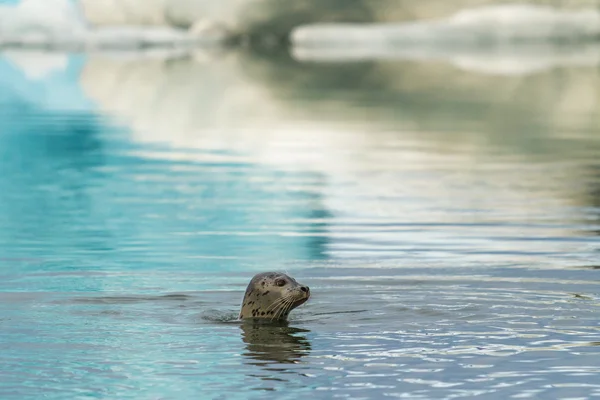 Jökulsárlón lagoon — Zdjęcie stockowe