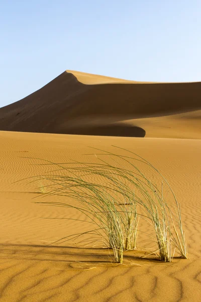 Sandöknen — Stockfoto