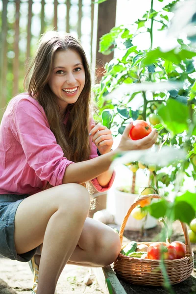 Mulher colhendo tomates frescos — Fotografia de Stock