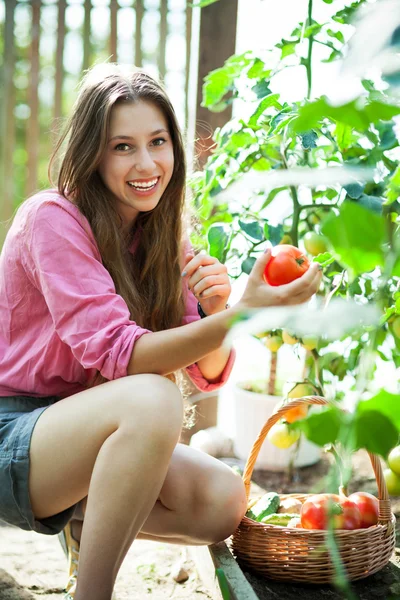 여자 따기 신선한 토마토 로열티 프리 스톡 이미지