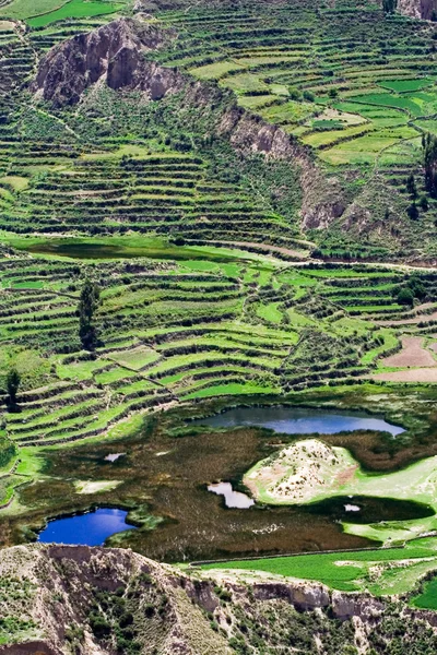 段々 になった分野、コルカ渓谷, ペルー — ストック写真