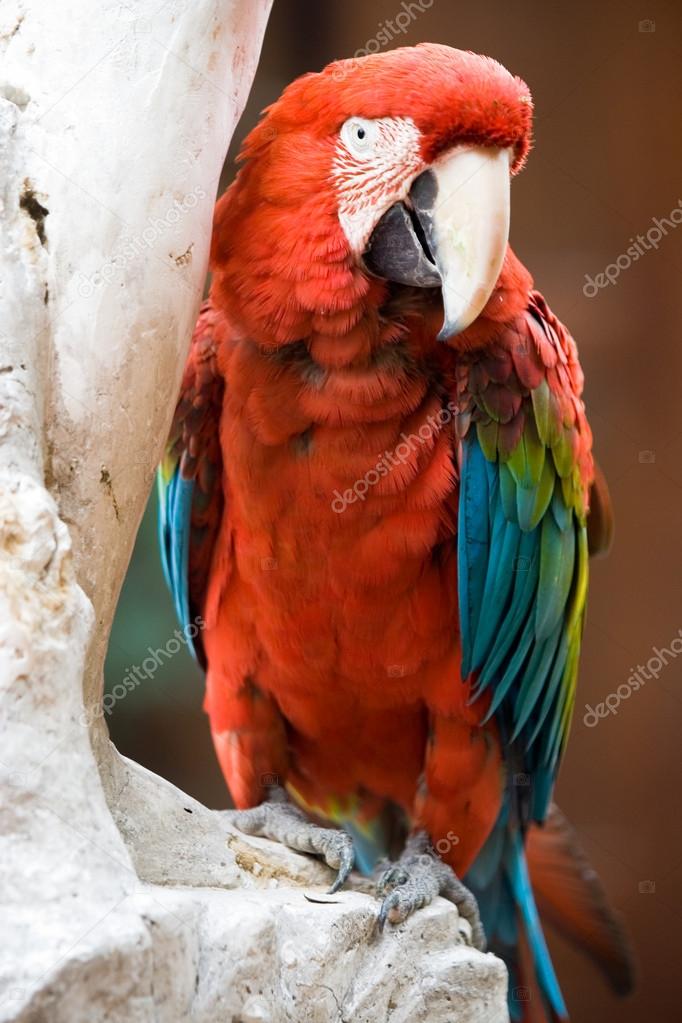 Red Parrot Bird
