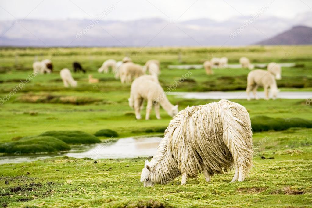 Alpacas, Peru