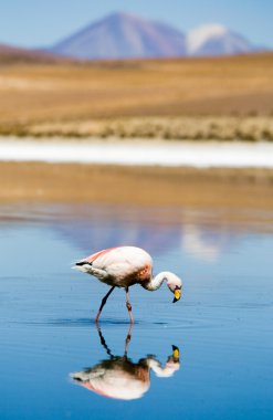 Flamingo'da altiplano, Bolivya