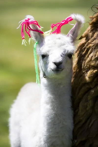 Baby llama, Боливия — стоковое фото