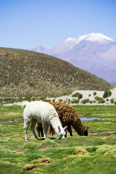 Llamas, Bolivia — Stok Foto
