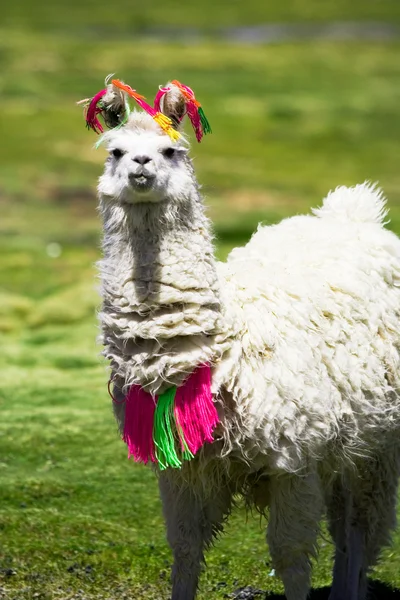 Lama, bolivia — Foto Stock