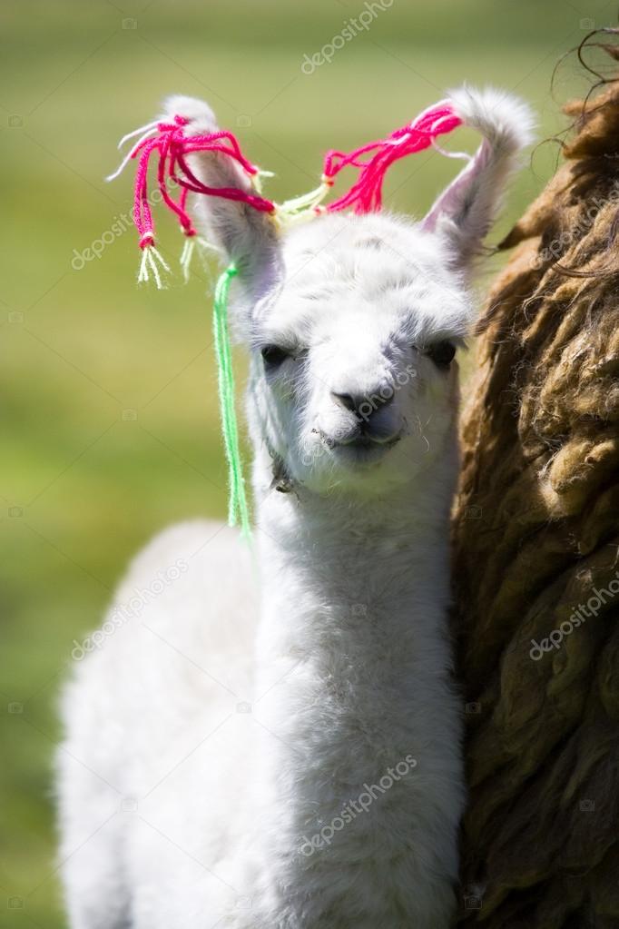 Baby Llama Bolivia Stock Photo Image By C Pikselstock