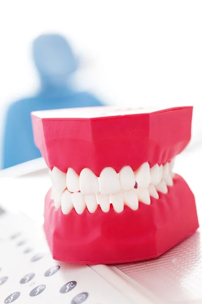 Dentistas modelo de dentes humanos — Fotografia de Stock