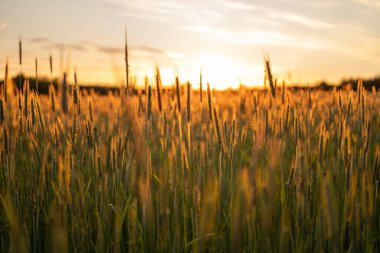 Gün batımında altın buğday tarlası