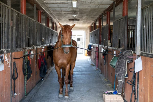 Лошадь Стоит Сарае — стоковое фото