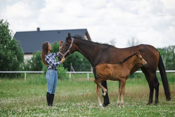 Молодая Женщина Стоящая Своими Лошадьми Поле — стоковое фото