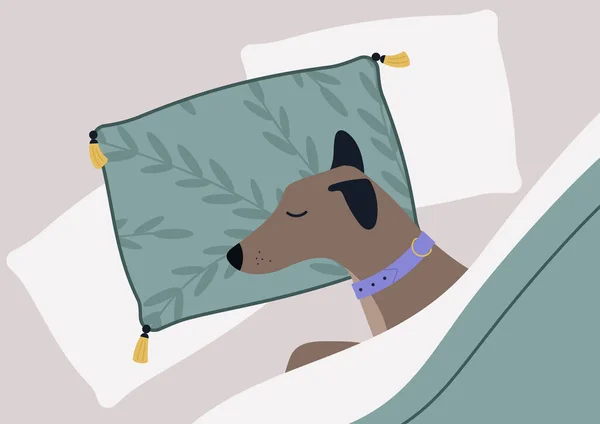 一只被宠坏的狗睡在枕头上 被毛毯盖住的滑稽画像 — 图库矢量图片