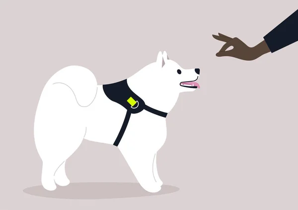 服从命令训练 一只手 给一只萨摩亚小狗小吃 — 图库矢量图片