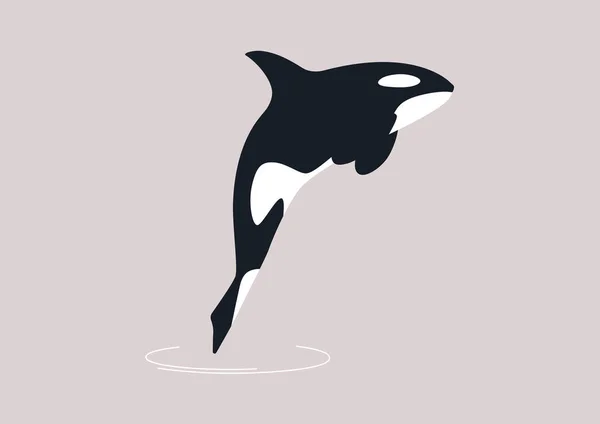 Profile View Black White Orca Whale Emerging Water — Stockový vektor