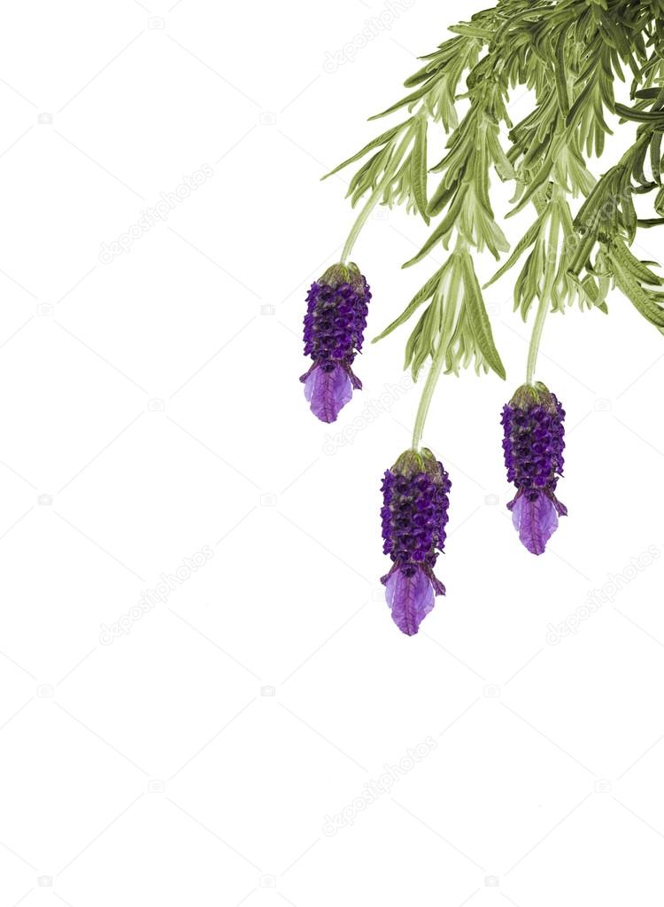Hanging lavender isolated on white background