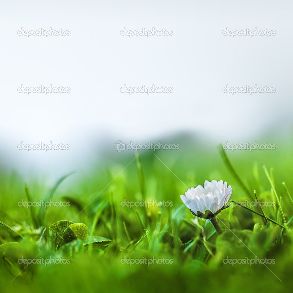 Daisy and grasses on white background
