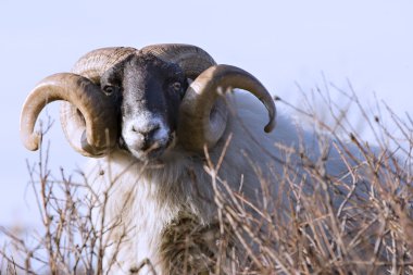 Male sheep with curled horns clipart