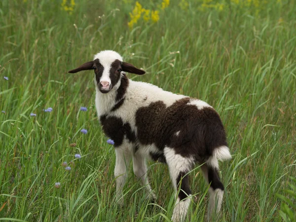 Jonge lammeren in het gras — Stockfoto