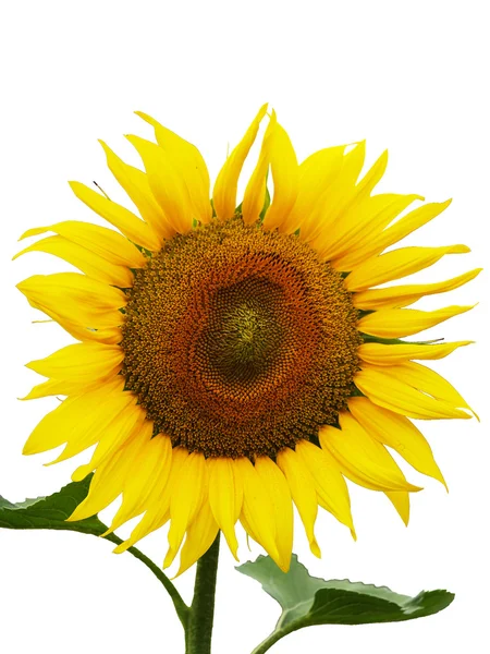 Girasole isolato a fuoco — Foto Stock