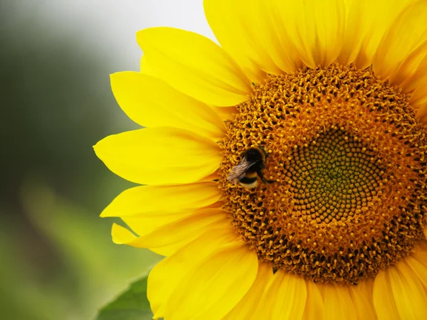 Girassol com a abelha em foco — Fotografia de Stock