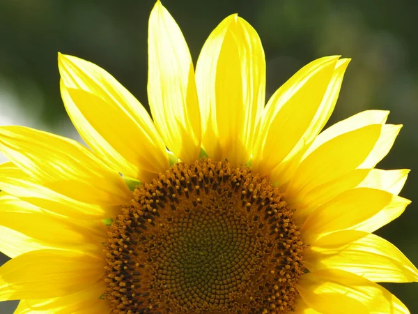 Girasole a fuoco — Foto Stock