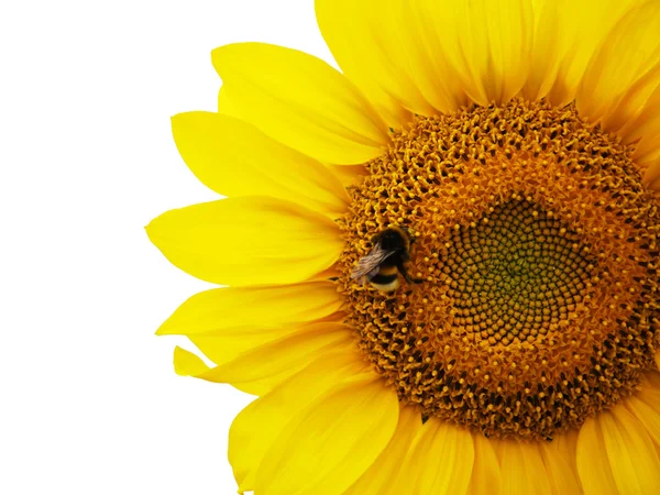 Girasole con l'ape a fuoco — Foto Stock