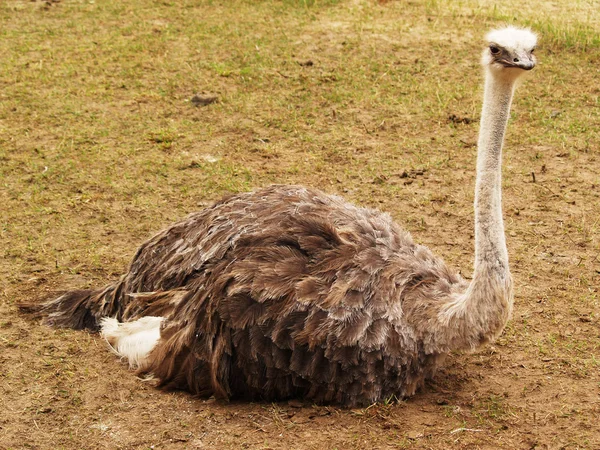 Ostrich on the farm — Stock Photo, Image