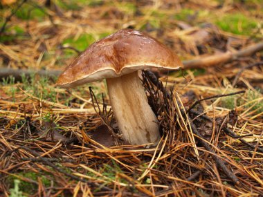 Boletus mantarı sonbahar orman