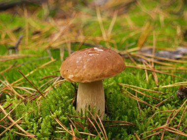 Boletus mantarı sonbahar orman
