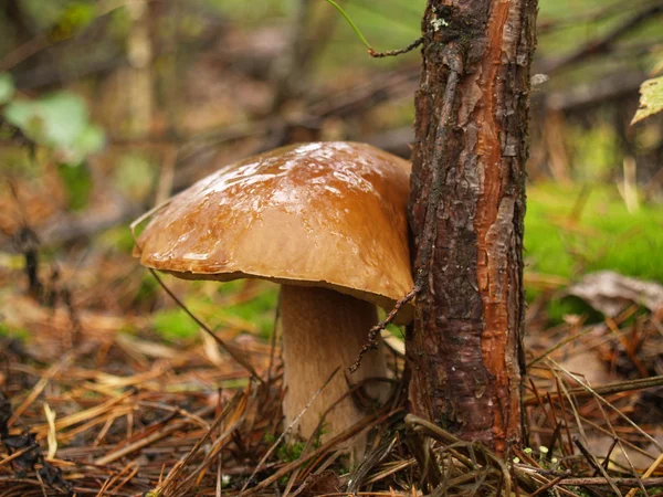 Borowik szlachetny w lesie jesienią — Zdjęcie stockowe