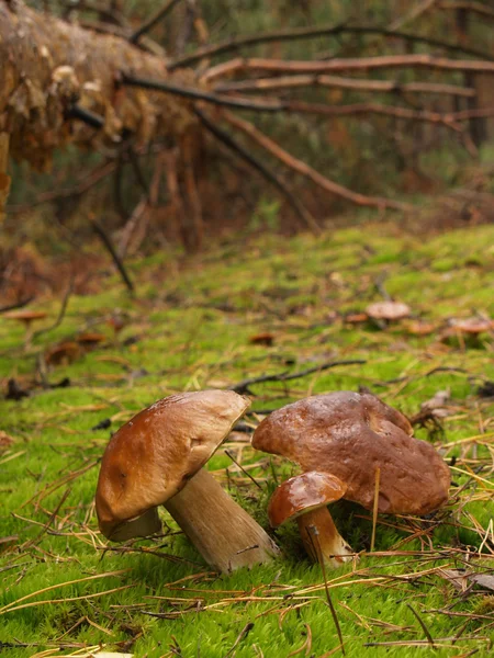 Borowik szlachetny w lesie jesienią — Zdjęcie stockowe