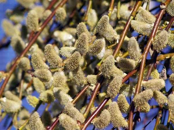 Buds no ramo da buceta-salgueiro — Fotografia de Stock