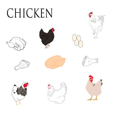 Chicken meat production, bird breeding with text