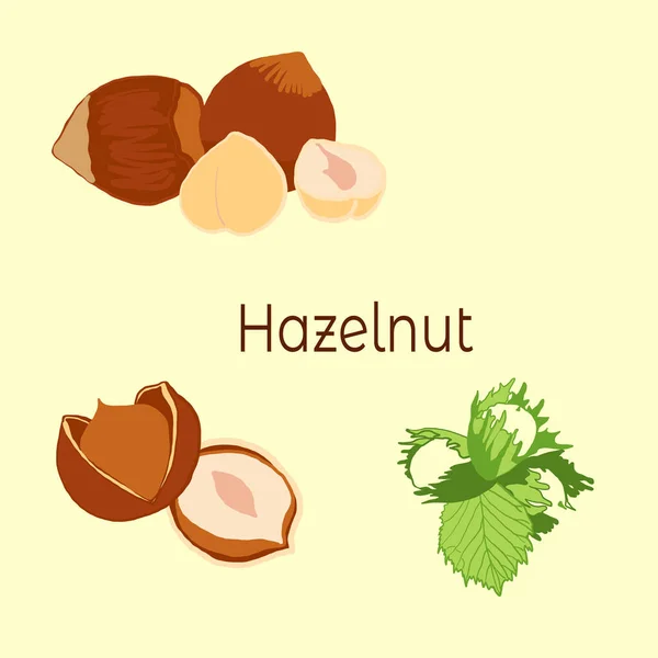 熟したヘーゼルナッツ、ナッツ、ヘーゼルナッツフルーツ緑の木 — ストックベクタ