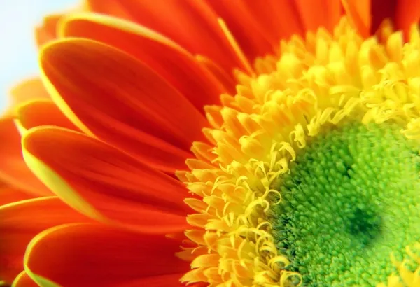 Gerber daisy flower — Stockfoto