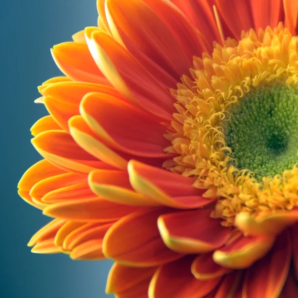 Gerber daisy květ — Stock fotografie