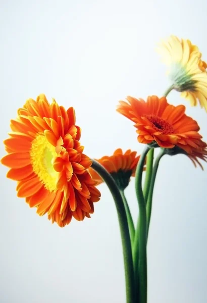 Gerber daisy flower — Stock Photo, Image