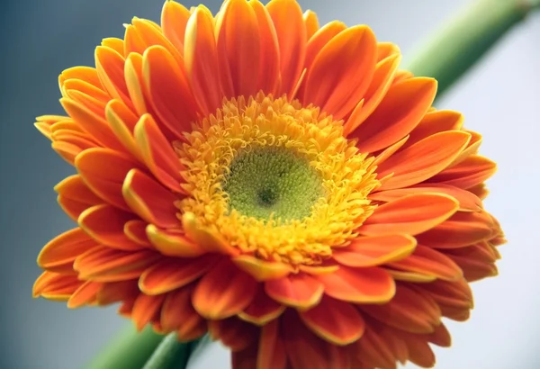 Gerber százszorszép virág — Stock Fotó