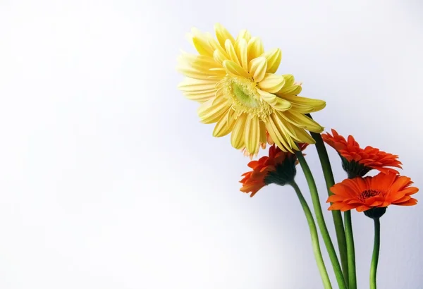 Gerber daisy květ — Stock fotografie