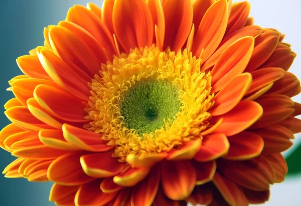 Gerber papatya çiçeği — Stok fotoğraf