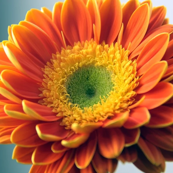 Gerber papatya çiçeği