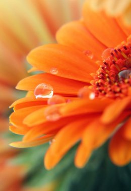 Gerber papatya çiçeği