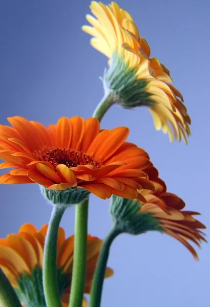 Gerber papatya çiçeği