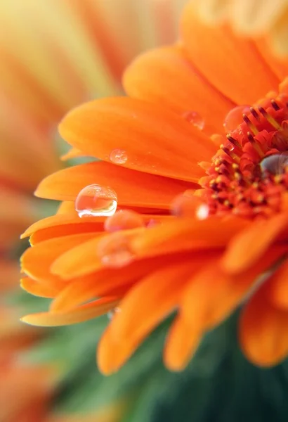 Gerber papatya çiçeği