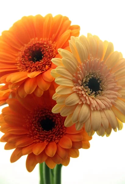 Gerber daisy květ — Stock fotografie