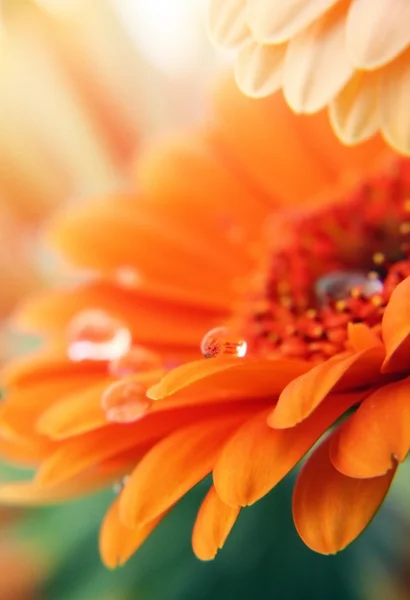Gerber stokrotka kwiat — Zdjęcie stockowe