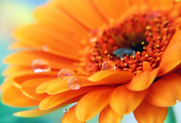 Gerber papatya çiçeği