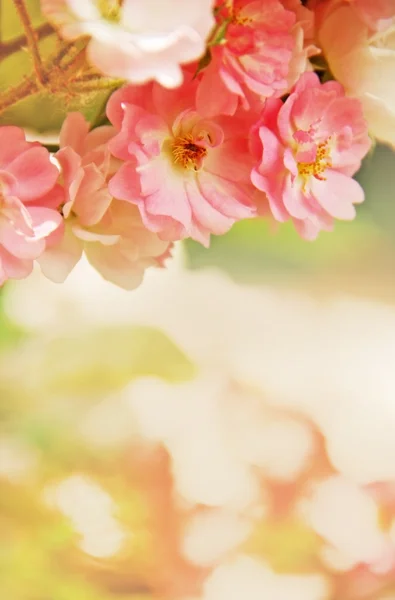 Zomer — Stockfoto