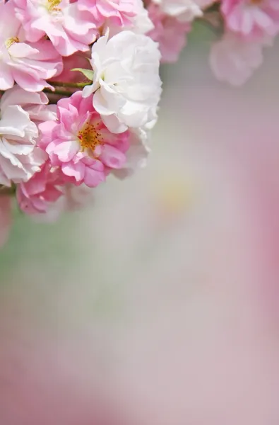 Zomer — Stockfoto